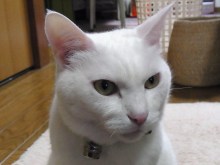 鴻巣の整体院ささき 整体よもやま話-まろ