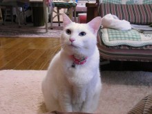 鴻巣の整体院ささき 整体よもやま話-のんちゃん