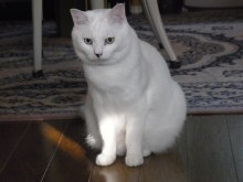 鴻巣の整体院ささき 整体よもやま話-ときじろう