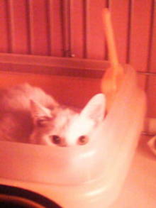 鴻巣の整体院ささき 整体よもやま話-ときじろう3