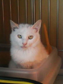 鴻巣の整体院ささき 整体よもやま話-ときじろう4