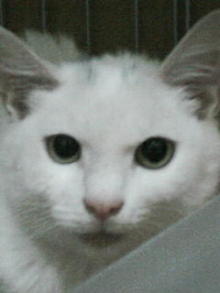 鴻巣の整体院ささき 整体よもやま話-ときじろう5