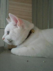 鴻巣の整体院ささき　整体よもやま話-ときじろう１３