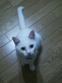 鴻巣の整体院ささき　整体よもやま話-ときじろう１２