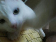 鴻巣の整体院ささき　整体よもやま話-ときじろう１４