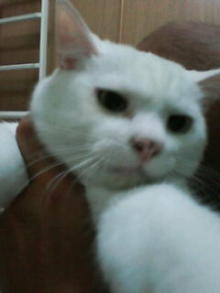 鴻巣の整体院ささき　整体よもやま話-ときじろう１５