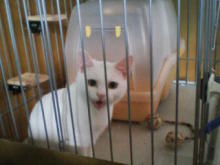 鴻巣の整体院ささき　整体よもやま話-ときじろう１６