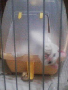 鴻巣の整体院ささき　整体よもやま話-ときじろう１７