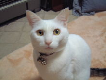 鴻巣の整体院ささき 整体よもやま話-まろ1