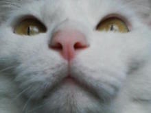 鴻巣の整体院ささき 整体よもやま話-まろ3