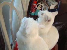 鴻巣の整体院ささき 整体よもやま話-のんまろ1