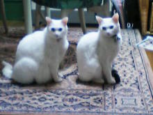 鴻巣の整体院ささき 整体よもやま話-のんまろ2