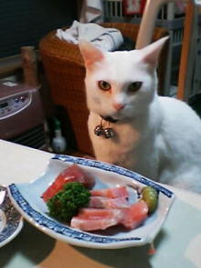 鴻巣の整体院ささき 整体よもやま話-まろ2