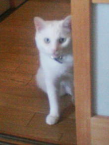 鴻巣の整体院ささき　整体よもやま話-ときじろう２１