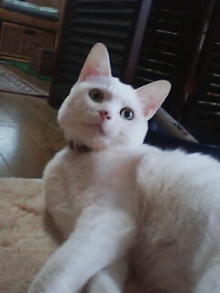 鴻巣の整体院ささき　整体よもやま話-ときじろう２０