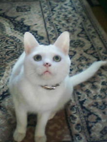 鴻巣の整体院ささき　整体よもやま話-ときじろう１９