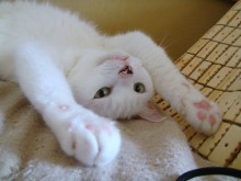 鴻巣の整体院ささき 整体よもやま話-ときじろう18