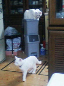 鴻巣の整体院ささき 整体よもやま話-まろ(上)と ときじろう