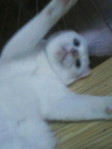 鴻巣の整体院ささき 整体よもやま話-遊んで~!