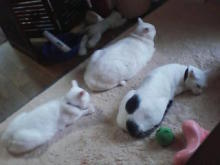 鴻巣の整体院ささき 整体よもやま話-3匹揃って