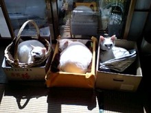 鴻巣の整体院ささき 整体よもやま話-仲良く日向ぼっこ