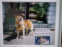 鴻巣の整体院ささき 整体よもやま話-生前のモモ