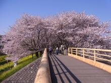 鴻巣の整体院ささき 整体よもやま話-桜並木