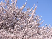 鴻巣の整体院ささき　整体よもやま話-桜と青空