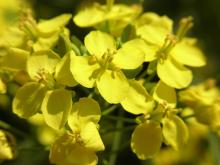 鴻巣の整体院ささき 整体よもやま話-菜の花