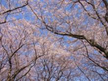 鴻巣の整体院ささき 整体よもやま話-見上げれば・・・