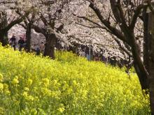 鴻巣の整体院ささき 整体よもやま話-春満開1