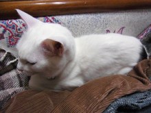 鴻巣の整体院ささき　整体よもやま話