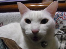 鴻巣の整体院ささき　整体よもやま話-しゃべってる？