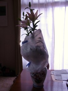 鴻巣の整体院ささき 整体よもやま話-保護