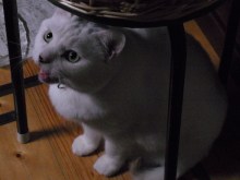 鴻巣の整体院ささき 整体よもやま話-ときじろう1