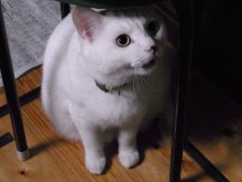 鴻巣の整体院ささき　整体よもやま話-ときじろう２