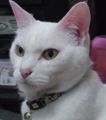 鴻巣の整体院ささき 整体よもやま話-まろ兄さん1