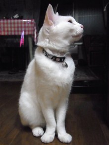 鴻巣の整体院ささき 整体よもやま話-まろ兄さん2