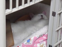 鴻巣の整体院ささき 整体よもやま話-ときじろう1