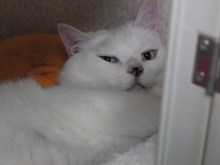 鴻巣の整体院ささき 整体よもやま話-ときじろう2