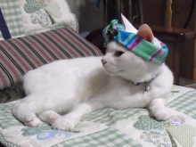 鴻巣の整体院ささき　整体よもやま話-まろ１