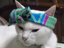 鴻巣の整体院ささき　整体よもやま話-まろ３