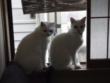 鴻巣の整体院ささき　整体よもやま話-ときじろうとまろ２