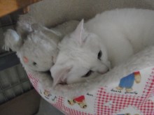 鴻巣の整体院ささき　整体よもやま話-ときじろうの相棒１