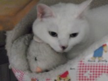 鴻巣の整体院ささき　整体よもやま話-ときじろうの相棒２