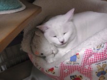 鴻巣の整体院ささき　整体よもやま話-ときじろうの相棒３