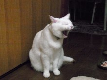 鴻巣の整体院ささき　整体よもやま話-あくび１