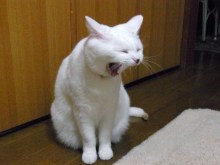 鴻巣の整体院ささき　整体よもやま話-あくび２