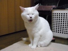 鴻巣の整体院ささき　整体よもやま話-あくび３