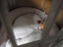 鴻巣の整体院ささき　整体よもやま話-あくび４